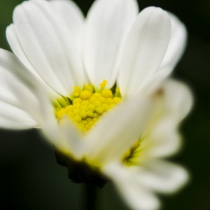 Blomst - Makro