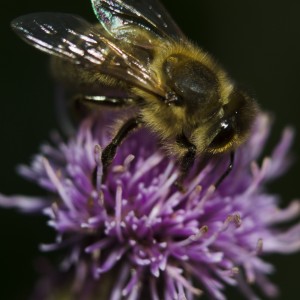 Makrobilde av bie